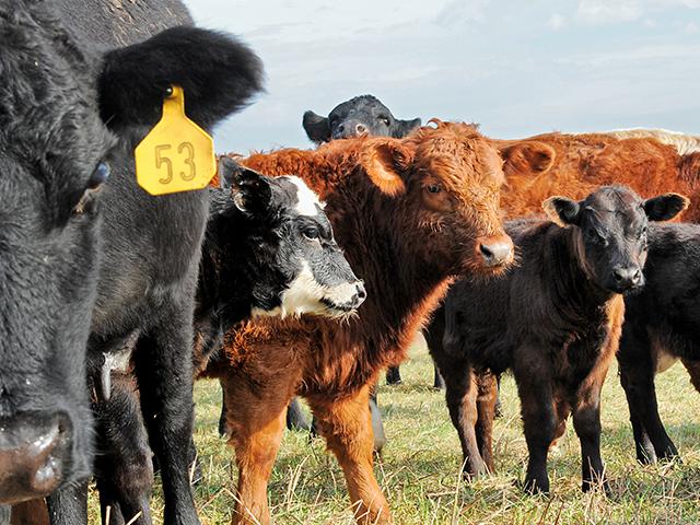 If a cow that previously experienced uterine prolapse after a difficult birth breeds back, she is not significantly more likely to prolapse again unless she has another difficult birth. (DTN/Progressive Farmer file photo by Becky Mills)