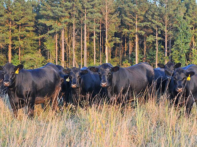 Cows hide calves sometimes, so how can producers make it easier to keep tabs? (DTN/Progressive Farmer file photo by Becky Mills)