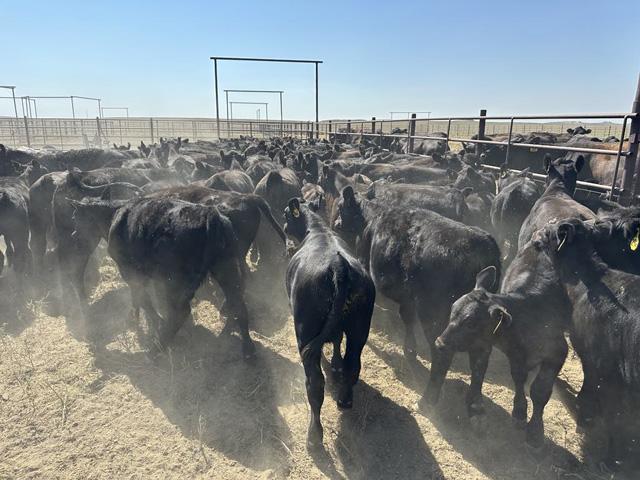 The market saw ample trader support last week, but before they'll likely support the contracts this week, fundamental support will likely need to improve. (DTN photo by ShayLe Stewart)
