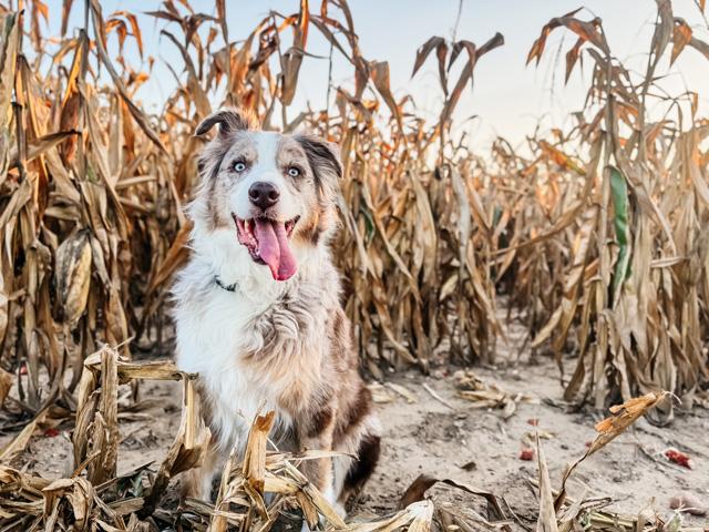Corn harvest is in full swing across northern Indiana, with Oakley keeping a close eye on the action in the field. (DTN photo by EllaMae Reiff)