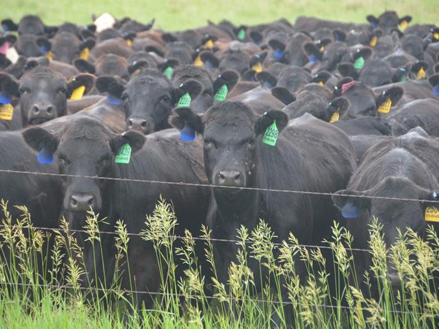 The cash cattle market could still trade higher. However, robust support is going to be needed from both the fundamental and technical sides of the market. (DTN photo by Jennifer Carrico)