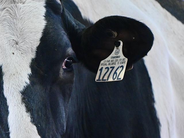 A federal judge dismissed a USDA motion to dismiss a lawsuit against the agency's ear tag mandate for cattle, bison and dairy cows. (DTN file photo by Jennifer Carrico)