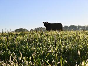 Livestock Producers Should Be Aware of Toxicity in Some Forages After Frost