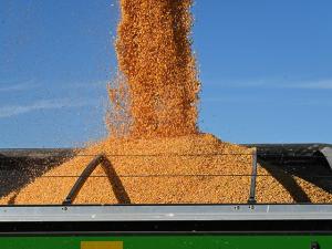 12 Nebraska Grain Farmers to Get 90 Cents on the Dollar After Hansen-Mueller Collapse