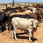 USDA on Friday announced that the Douglas, Arizona, port will reopen Aug. 24 to Mexican cattle imports if Mexico follows its Joint Action Plan. Ports have been closed since May 2025 due to New World screwworm.
