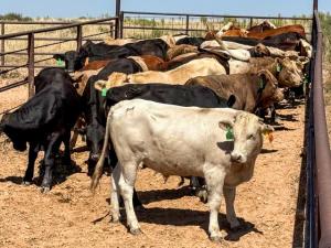 USDA Sets Aug. 24 Date to Resume Mexico Cattle Imports if Plan Followed