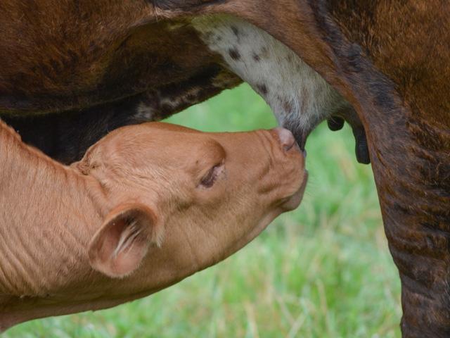 Most commonly, supernumerary teats are found in pairs, behind the rear teats. (DTN/Progressive Farmer file photo)