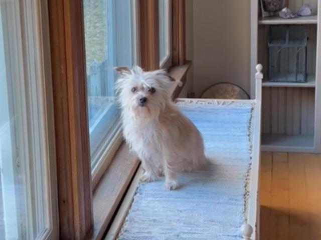 The little dog on watch. (Photo courtesy of the Olsons)