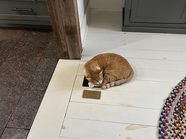 The cat on the vent. (Photo courtesy of Olson family)