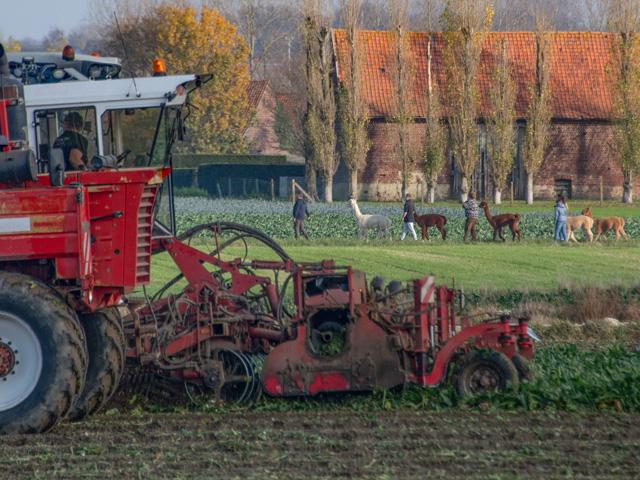 A group of visitors to the Alpaca Adventure farm just outside Zonnebeke, Belgium, take their alpacas for a walk earlier this month as sugar beet harvest progresses on an adjacent field. (DTN/Progressive Farmer photo by Joel Reichenberger)