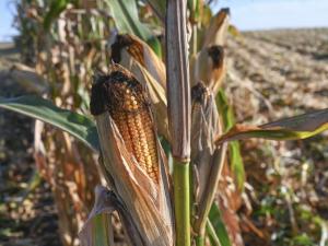 Texas Farmers’ Grain Liens Found Invalid in Hansen-Mueller Bankruptcy