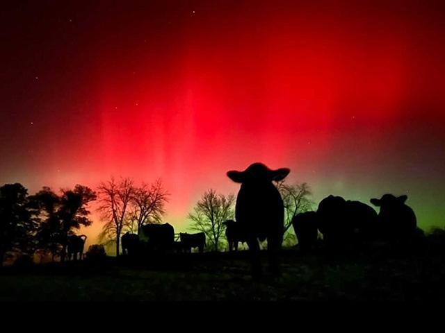 Even the cattle were admiring the effects of a rare severe solar storm on Nov. 11. Amber Range captured this group of Simmental bulls taking in the northern lights on the family farm near Greenfield, Illinois. (Photo courtesy of Amber Range)