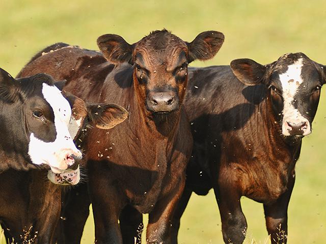 The organisms that cause infectious bovine keratoconjunctivitis are often found in the eyes and respiratory tracts of normal animals. They need an invitation to cause disease. Face flies are commonly implicated. They not only can transmit the organisms, but they can also cause irritation around the eyes and on the corneas. (DTN/Progressive Farmer file photo)