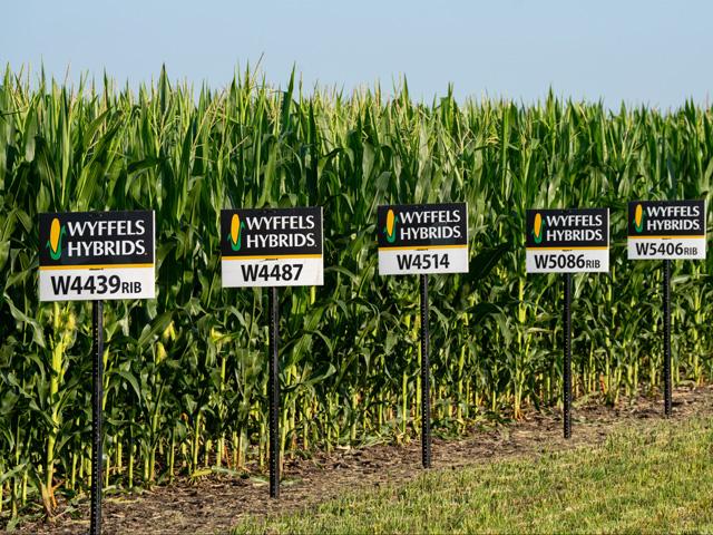 The 2025 corn crop is likely to be smaller than previous USDA estimates, based on yield data from hundreds of Wyffels Hybrids' plots located in the heart of the Corn Belt. (Photo courtesy of Wyffels Hybrids)