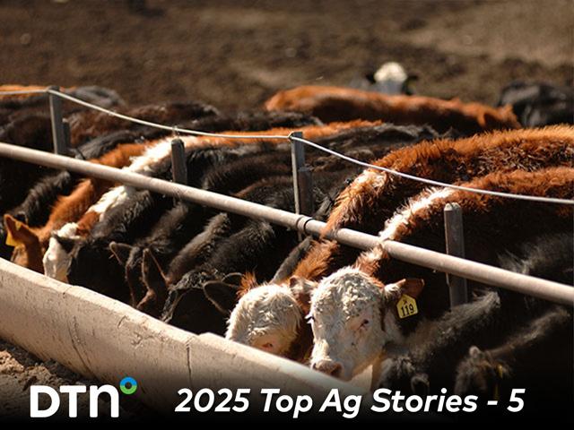 The latest Cattle on Feed report released Dec. 19, showed Dec. 1, 2025, cattle and calves on feed for slaughter down 2% from the same time in 2024. Live cattle futures closed higher after the report, as did March feeder cattle. (DTN/Progressive Farmer file photo)