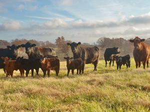 Expect Another Moderately Quiet Week in the Cattle Complex