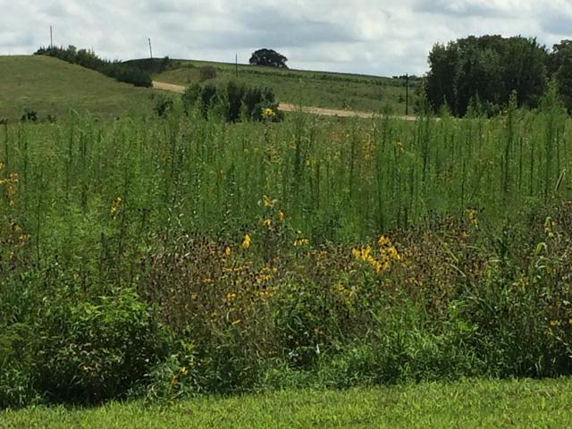 Landowners with acres in the Conservation Reserve Program (CRP) should begin to see their rental checks show up this week with Farm Service Agency offices now issuing payments. This farm in Nebraska was enrolled in CRP to increase habitat for pheasant and quail. (DTN file photo by Todd Neeley)
