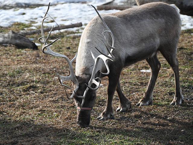Antler Acre Farm near Huxley, Iowa, is home to four reindeer. These animals attend events across the Midwest and have many visitors, especially during the Christmas season. This is Belle, enjoying a winter day on the farm. (DTN/Progressive Farmer photo by Jennifer Carrico)