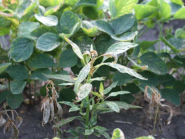 Weed scientists in two states have confirmed waterhemp populations that have developed resistance to glufosinate, signaling the need to better steward the herbicide. (DTN photo by Pamela Smith)