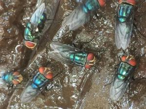 Second Calf Confirmed with New World Screwworm in South Texas