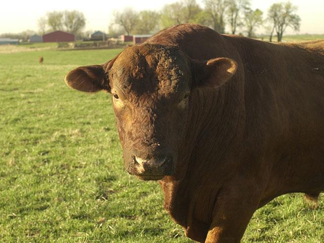Cryptorchid bulls can be aggressive and are more likely to be dark cutters. Don't consider using one as a herd bull. (DTN/Progressive Farmer file photo by Jim Patrico)