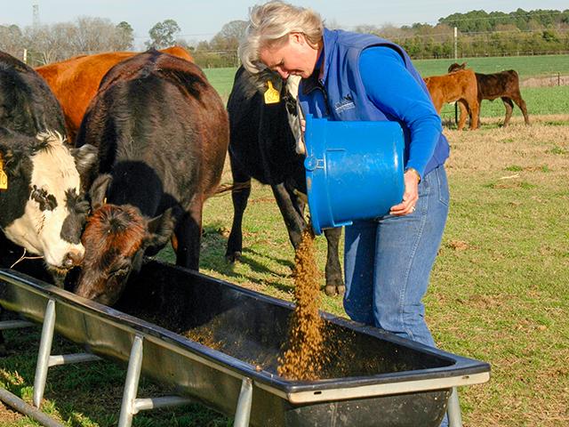Make sure cattle have adequate bunk or trough space. Dr. Ken McMillan arbitrarily sets his at 2 feet per cow. (Progressive Farmer file photo by Becky Mills)