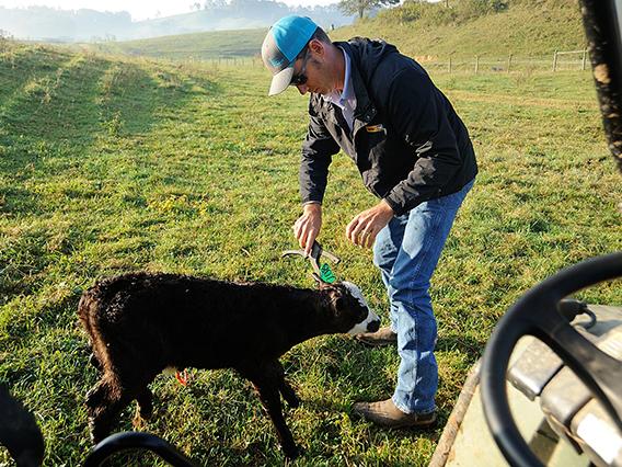 Tags should be placed between the middle two ribs of the ear, about halfway from the head to the tip of the ear. (DTN/Progressive Farmer file photo)