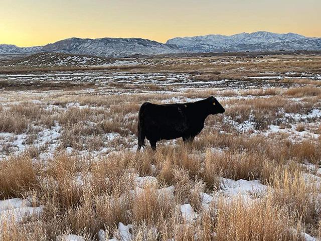 Traders hoped to see continued support in the Cattle Inventory report released Jan. 30. Prior to the report's release, DTN Livestock Analyst ShayLe Stewart shared four reasons why she doesn't believe the cattle herd cycle will look like cycles from the past. See https://www.dtnpf.com/agriculture/web/ag/news/article/2026/01/28/fridays-cattle-inventory-report-4 (Photo courtesy of Jimmy Stewart)