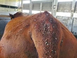 Asian Longhorned Tick Spreads Disease to Cattle Across the Country
