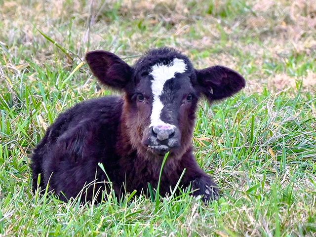 Cryptorchidism is defined as the failure of one or both testicles to descend into the scrotum. (DTN/Progressive Farmer photo by Jennifer Carrico)
