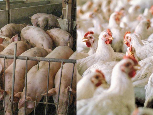 USDA has proposed a new rule to permanently increase line speeds at both pork and poultry plants. Industry groups support the decision and say it is backed by decades of data. Unions argue it will lead to greater risks for both workers and consumers. (DTN file photo)