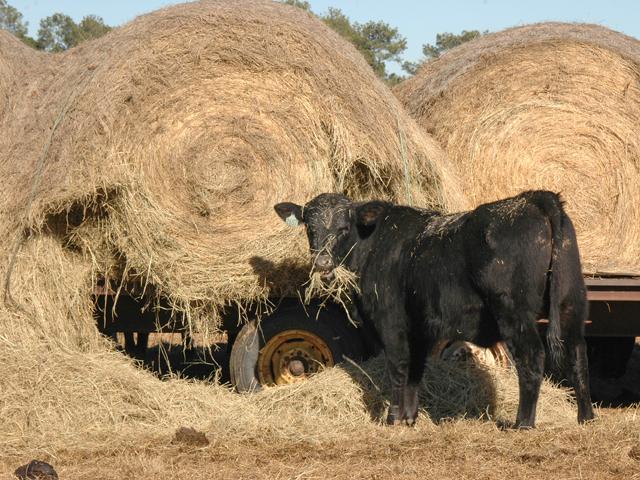A Michigan State University study found that round bale waste was at 11.4% when using a trailer feeder. (DTN/Progressive Farmer file photo by Becky Mills)