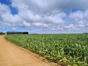 Safrinha Corn Update Across Brazil