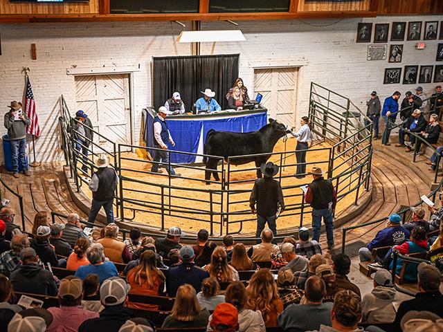 Cattle breeders from across Iowa gathered for the 50th Annual Iowa Beef Expo, starting the week with selling several breeds of seedstock and ending with a large junior show. The event happens each February at the Iowa State Fairgrounds in Des Moines, Iowa. (DTN photo by Jennifer Carrico)