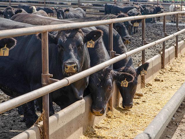 The current loss of throughput is a multi-faceted issue for the live cattle complex that could, unfortunately, affect the market's normal spring rally. (DTN file photo by Jennifer Carrico)