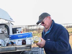 The Silent Threat in Your Pasture: How Anaplasmosis Is Devastating Cattle Herds