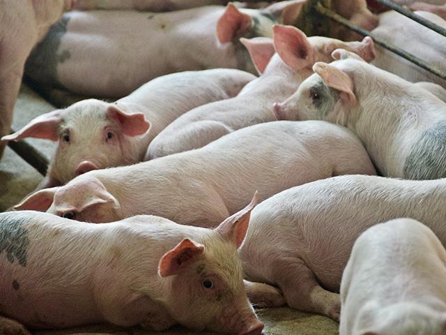 Smithfield Foods is building a new state-of-the-art pork processing plant in Sioux Falls, South Dakota. (DTN/Progressive Farmer photo by Jennifer Carrico)