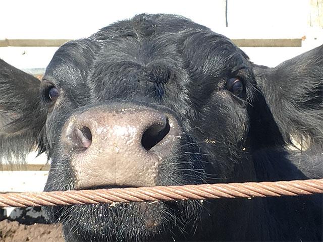 Liver flukes are becoming more common across the country but often are not found until an animal is slaughtered or dies from being infected. (DTN/Progressive Farmer file photo by Pamela Smith)
