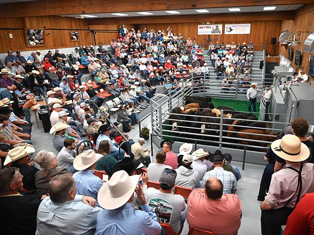 A new study from the University of Nebraska-Lincoln Extension shows livestock sale barns in rural communities offer positive social effects for those who work at or buy and sell livestock through these businesses. (DTN photo by Jennifer Carrico)