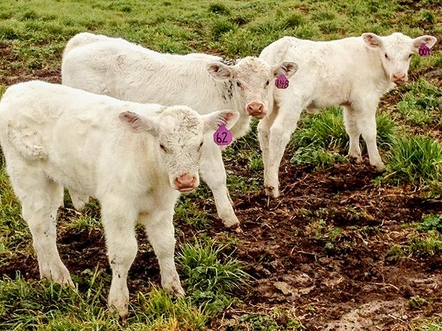 The most important thing for calves to have after they are born is colostrum. Check with your veterinarian to create the best strategy for your herd. (DTN/Progressive Farmer file photo by Jennifer Carrico)