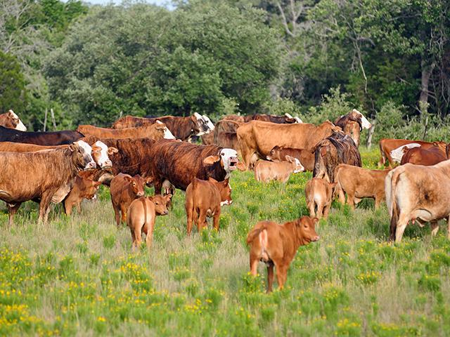 Calf abortions are usually caused by an event that occurred weeks or months prior to when the fetus is expelled. (Progressive Farmer file photo by Jim Patrico)
