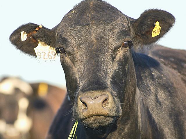 Both Johne's disease and Hardware disease are best managed through prevention. Wire, nails, or other small metal pieces that a cow might ingest should be removed. Johne's bacteria are best transmitted through mud and manure, so muddy areas should be eliminated as much as possible. (DTN file photo)