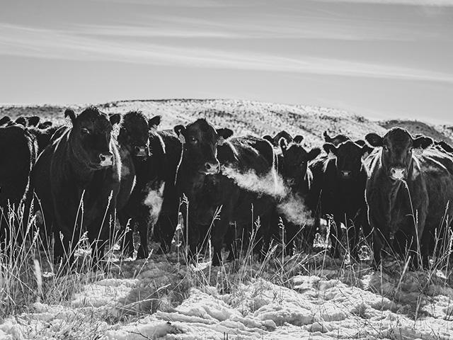 Despite multiple hurdles being thrown in front of the cattle complex, the live cattle contracts closed more than $2 higher, and the feeder cattle contracts jumped $5 to $6 higher. (DTN photo by ShayLe Stewart)