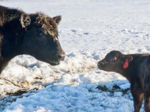 Extreme Temperature Swings Stress Young Calves and Threaten Producer Profits