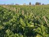 Cover Crop Cost-Share Dollars Available to Farmers in 6 States