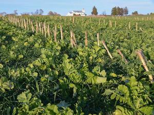 Cover Crop Cost-Share Dollars Available to Farmers in 6 States