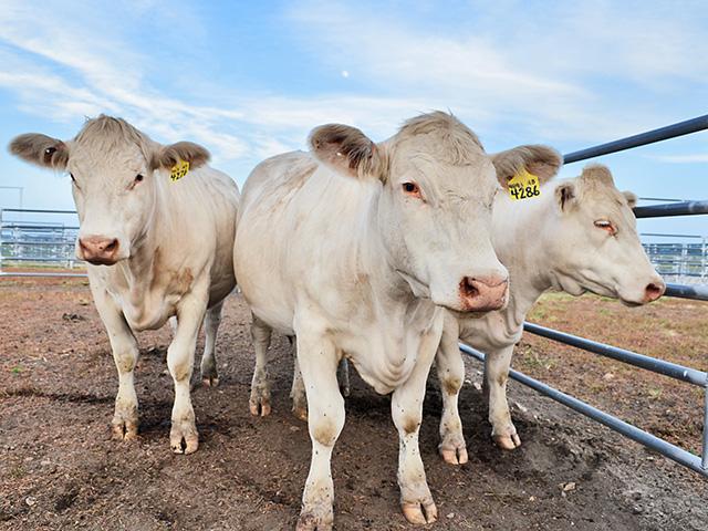 Synchronizing heifers and cows takes following the right protocol for success. (DTN/Progressive Farmer file photo)