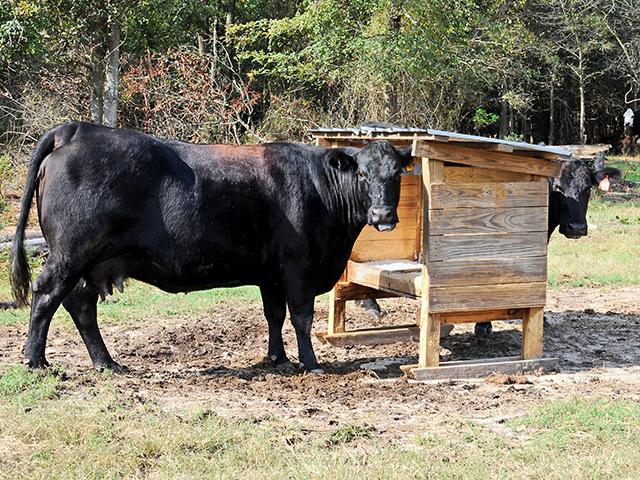 Making sure cattle always have access to a high-quality, complete vitamin and mineral formulated for your area and that meets the needs of your cattle can help prevent hoof cracking. (DTN/Progressive Farmer file photo by Becky Mills)