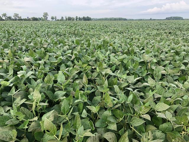 China has been a big buyer of Canadian soybeans and Iran is the second largest buyer of Canadian soybeans. (DTN file photo by Philip Shaw)