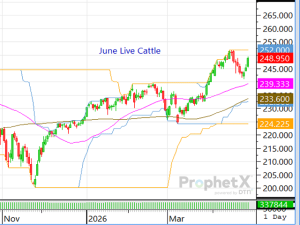 Bullish Excitement Roars Through Monday’s Market and Drives Cattle Sharply Higher
